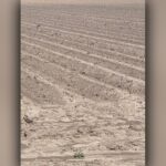 Barren land where sugarcane was previously cultivated, highlighting the water scarcity issue affecting Mercedes, Texas.