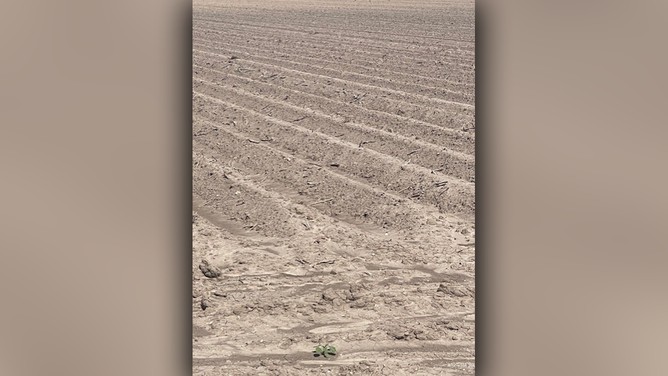 Barren land where sugarcane was previously cultivated, illustrating the impact of drought on farming in Mercedes, Texas.